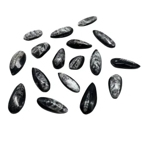 Orthoceras Fossils